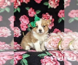 Pembroke Welsh Corgi Puppy for sale in DELTA, PA, USA