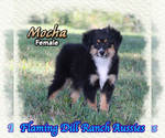 Image preview for Ad Listing. Nickname: Mocha