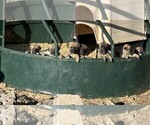 Small #3 Anatolian Shepherd