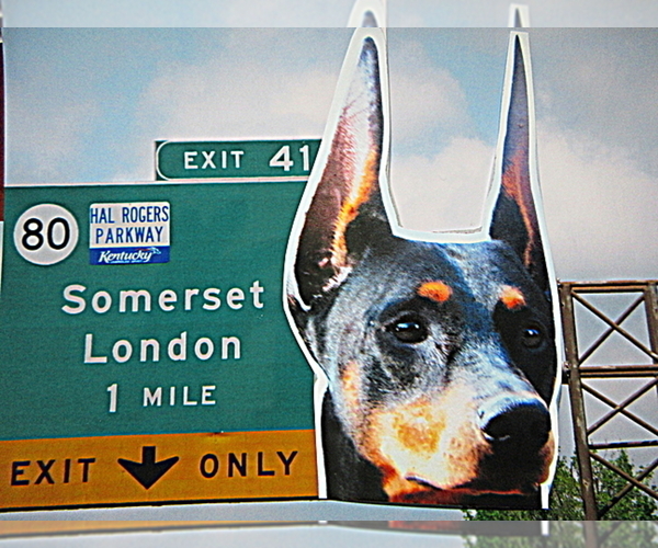 Medium Photo #13 Doberman Pinscher Puppy For Sale in LONDON, KY, USA