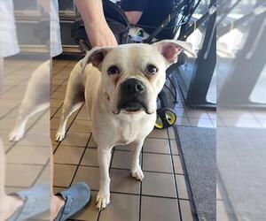 Boxer Dogs for adoption in Burbank, CA, USA