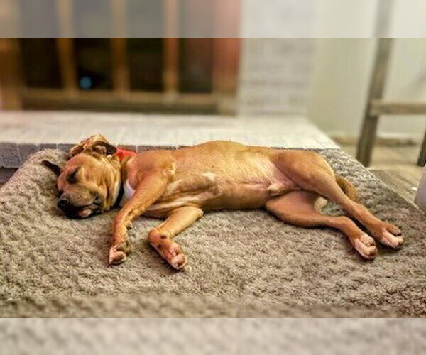 Medium Photo #6 American Staffordshire Terrier-Labrador Retriever Mix Puppy For Sale in columbia, SC, USA