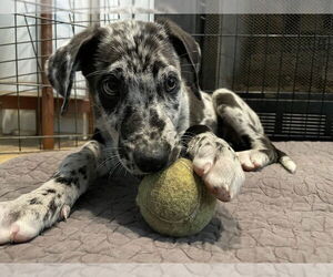 German Shepherd Dog-Great Dane Mix Dogs for adoption in Raleigh, NC, USA