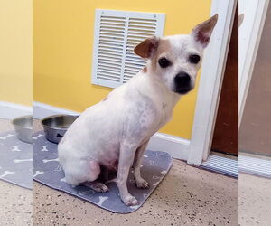 ShiChi Dogs for adoption in York, SC, USA