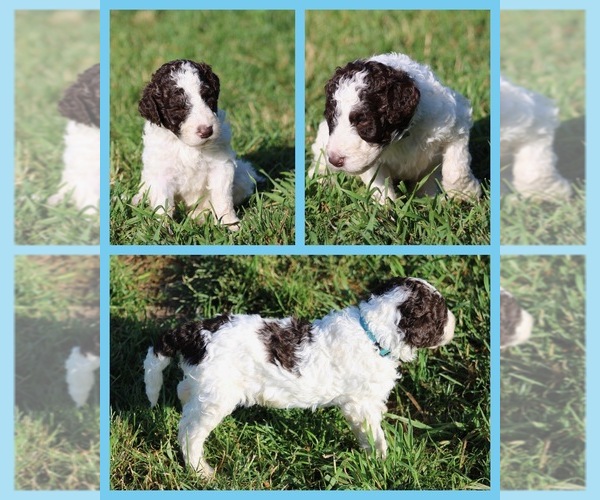 Medium Photo #39 Goldendoodle Puppy For Sale in HOWARD CITY, MI, USA