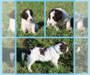 Medium Goldendoodle