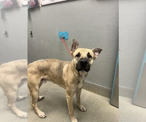 German Shepherd Dog-Unknown Mix Dogs for adoption in Las Vegas, NV, USA