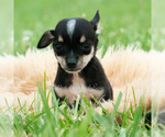 Small #2 Chihuahua
