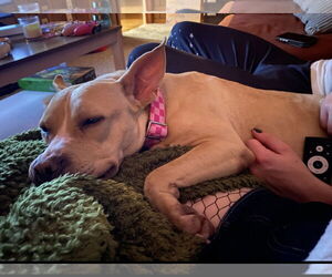 Monday - Female American Pit Bull Terrier-Staffordshire Bull Terrier Mix Dog for Adoption - Photo #2