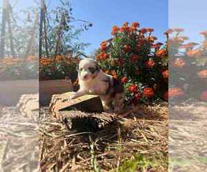 Medium Miniature Australian Shepherd