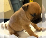 Small #1 German Shepherd Dog