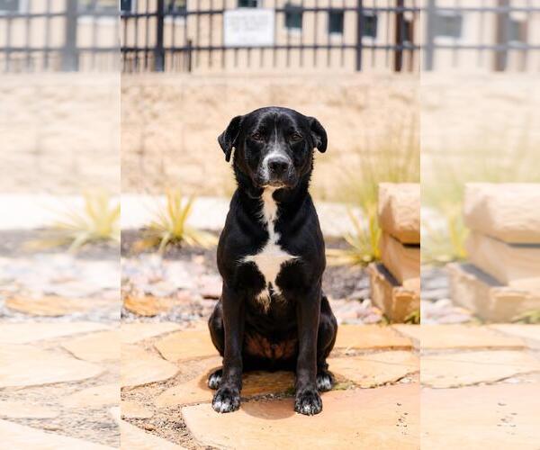Medium Photo #24 Labrador Retriever-Unknown Mix Puppy For Sale in Rockwall, TX, USA