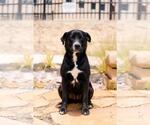 Small #23 Labrador Retriever Mix