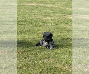 Poodle (Standard) Puppy for sale in GRANITEVILLE, SC, USA