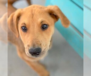 Mutt Dogs for adoption in San Diego, CA, USA