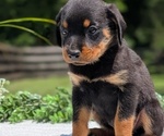 Small #5 Rottweiler