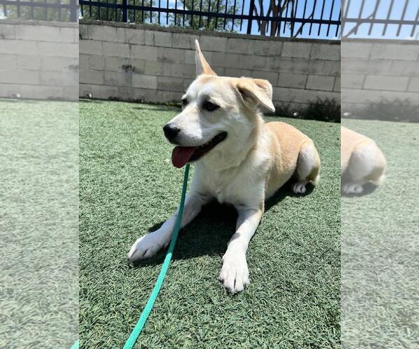 Medium Photo #9 Siberian Husky-Unknown Mix Puppy For Sale in Rockwall, TX, USA