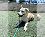 Small Photo #9 Siberian Husky-Unknown Mix Puppy For Sale in Rockwall, TX, USA