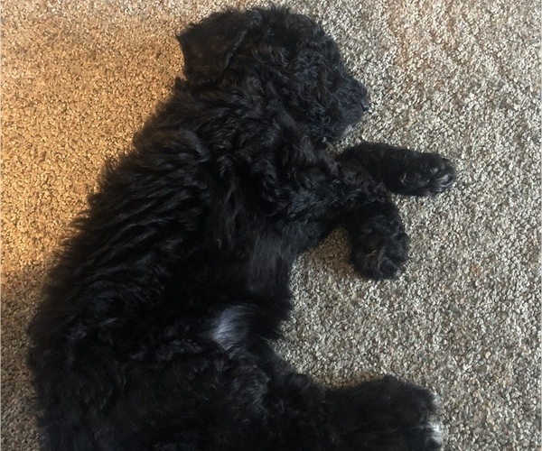 Medium Photo #3 Poodle (Standard) Puppy For Sale in CHESTER, VA, USA