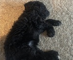Small Photo #3 Poodle (Standard) Puppy For Sale in CHESTER, VA, USA