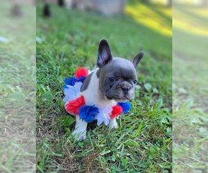 French Bulldog Puppy for sale in ANDERSON, MO, USA