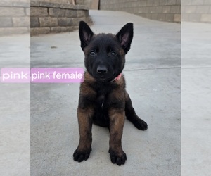 Medium Belgian Malinois