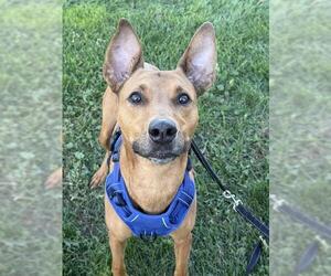 Unknown-Whippet Mix Dogs for adoption in West Valley, UT, USA