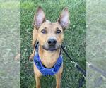 CELERY - Male Unknown-Whippet Mix Dog for Adoption - Small photo