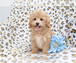 Image preview for Ad Listing. Nickname: Toby