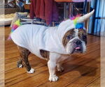 Small #5 Bulldog