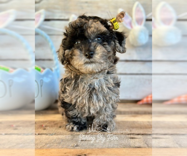 Medium Photo #7 Poodle (Toy) Puppy For Sale in SAINT AUGUSTINE, FL, USA