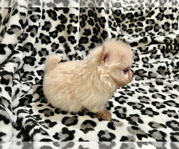 Medium Photo #21 Pomeranian Puppy For Sale in HAYWARD, CA, USA