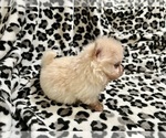 Small Photo #21 Pomeranian Puppy For Sale in HAYWARD, CA, USA