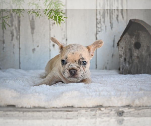 Medium Photo #3 French Bulldog Puppy For Sale in MILLERSBURG, OH, USA
