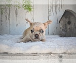 Small #2 French Bulldog