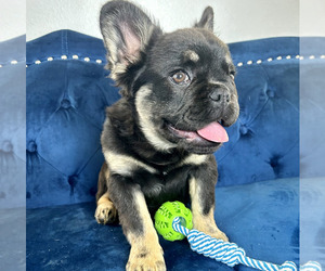 French Bulldog Puppy for sale in PORTLAND, OR, USA