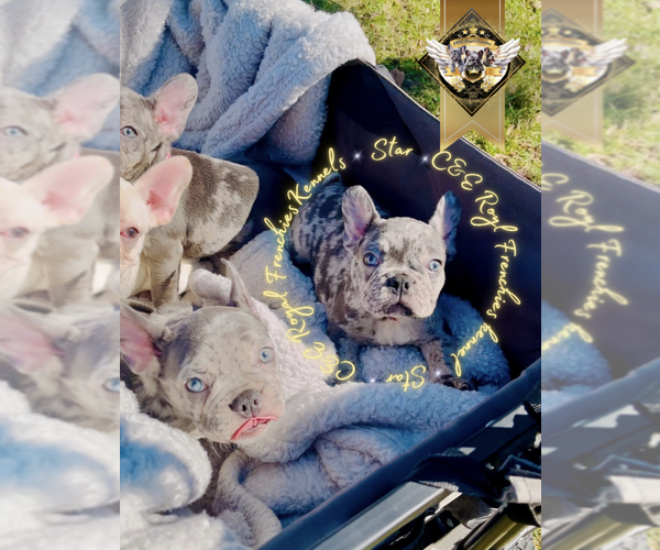 Medium Photo #7 French Bulldog Puppy For Sale in ATHENS, GA, USA