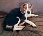 Small Photo #2 Beagle Puppy For Sale in Milner, GA, USA