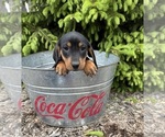 Small #1 Dachshund