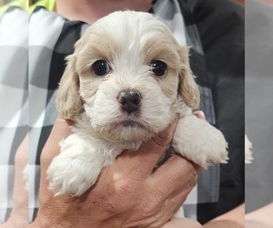 Cavachon-Shih Tzu Mix Puppy for sale in CASHTON, WI, USA