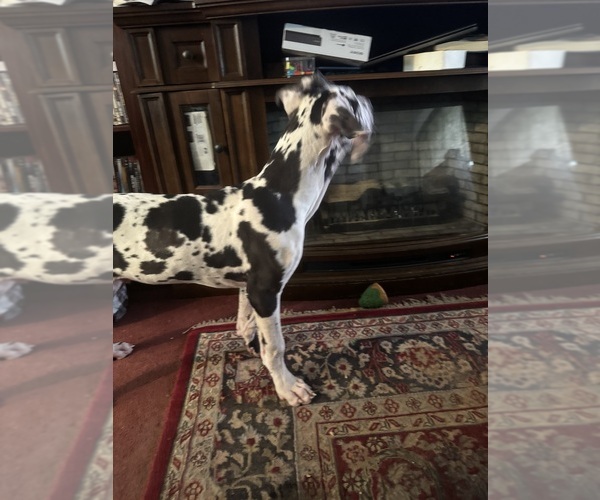 Medium Photo #32 Great Dane Puppy For Sale in ALIQUIPPA, PA, USA