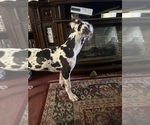 Small #31 Great Dane