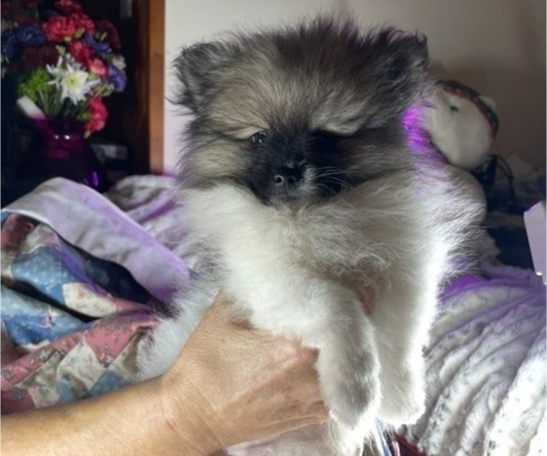Medium Photo #6 Pomeranian Puppy For Sale in HARRISVILLE, MI, USA