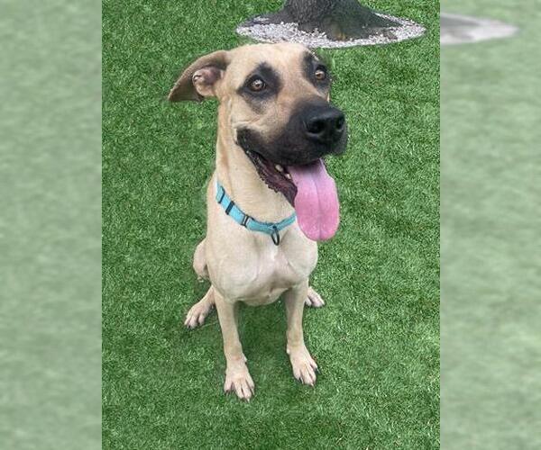 Medium Photo #1 Mastiff-Unknown Mix Puppy For Sale in Naples, FL, USA