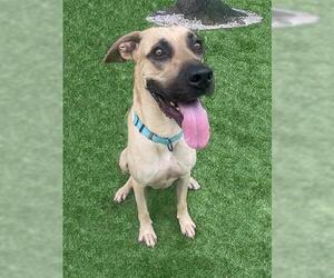 Mastiff-Unknown Mix Dogs for adoption in Naples, FL, USA