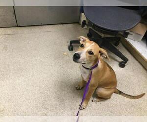 German Shepherd Dog-Unknown Mix Dogs for adoption in Riverside, CA, USA