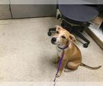 Small German Shepherd Dog Mix