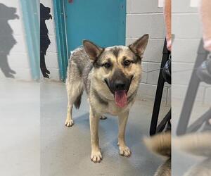 German Shepherd Dog-Unknown Mix Dogs for adoption in Waco, TX, USA