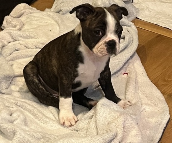 Medium Photo #3 Boston Terrier Puppy For Sale in BURLESON, TX, USA