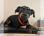 Small Chihuahua Mix